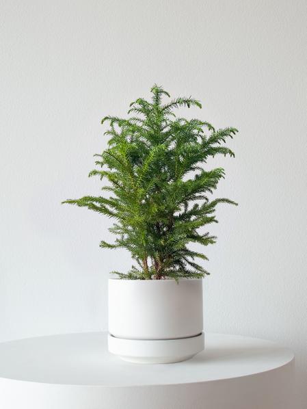 Norfolk Island Pine