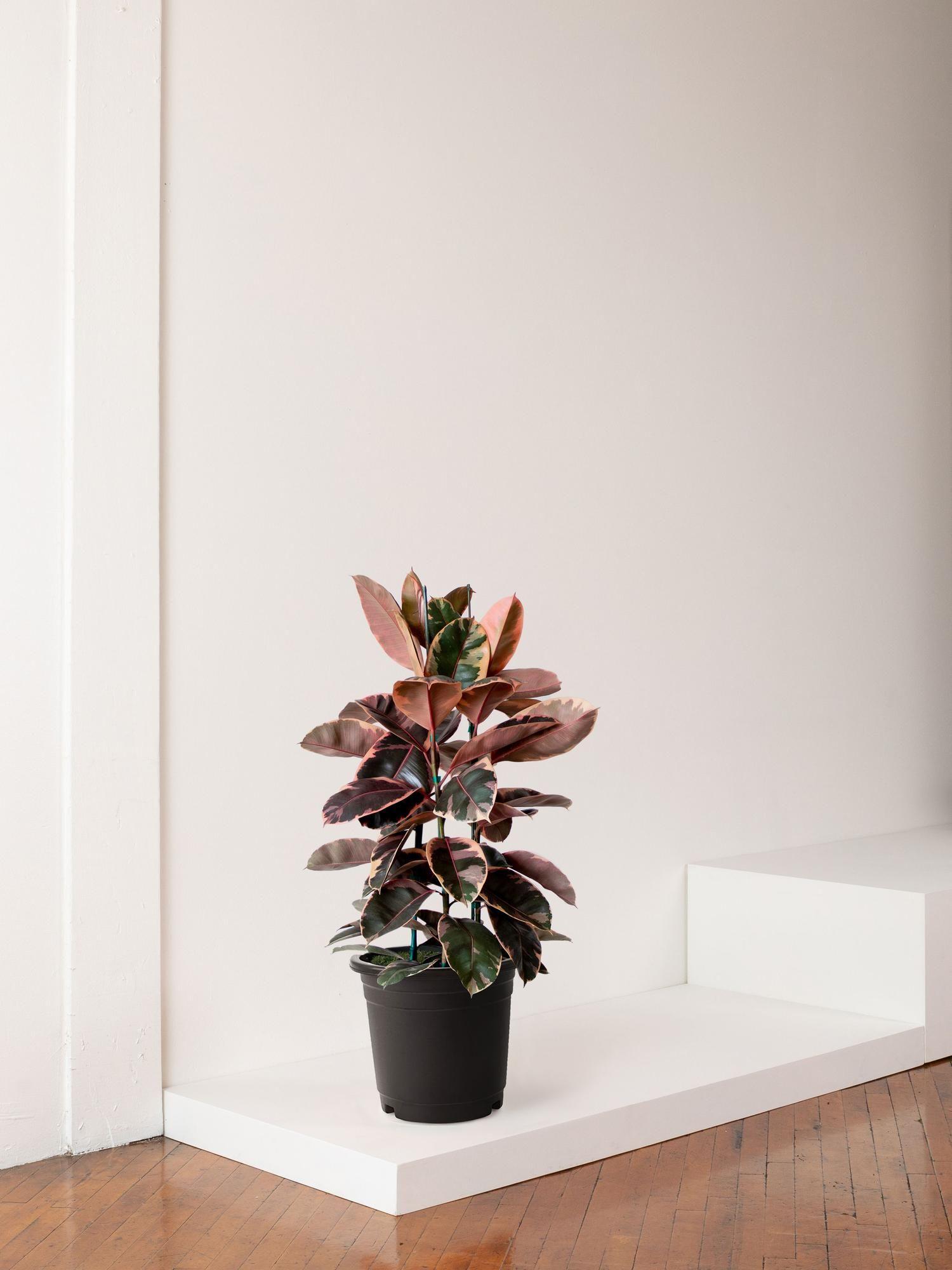 Pink Rubber Tree With Nursery Pot Extra Large 5½ FT TALL, potted plant