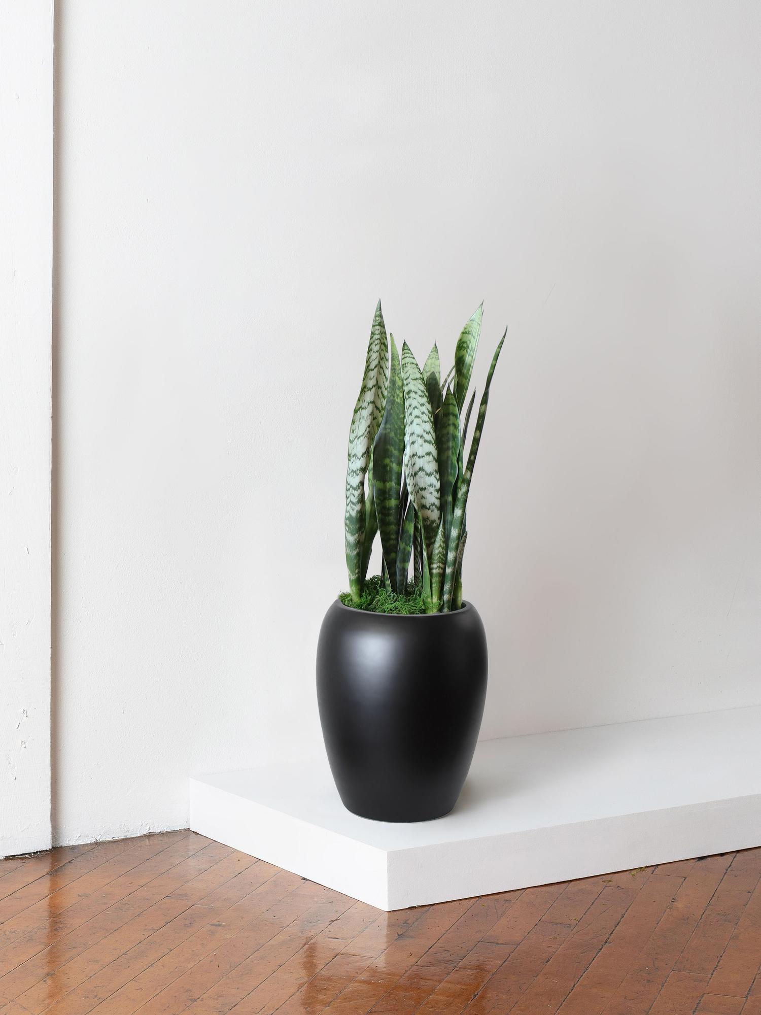 Black Coral Snake Plant