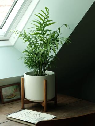 Pet-Friendly Plants for Modern Homes
