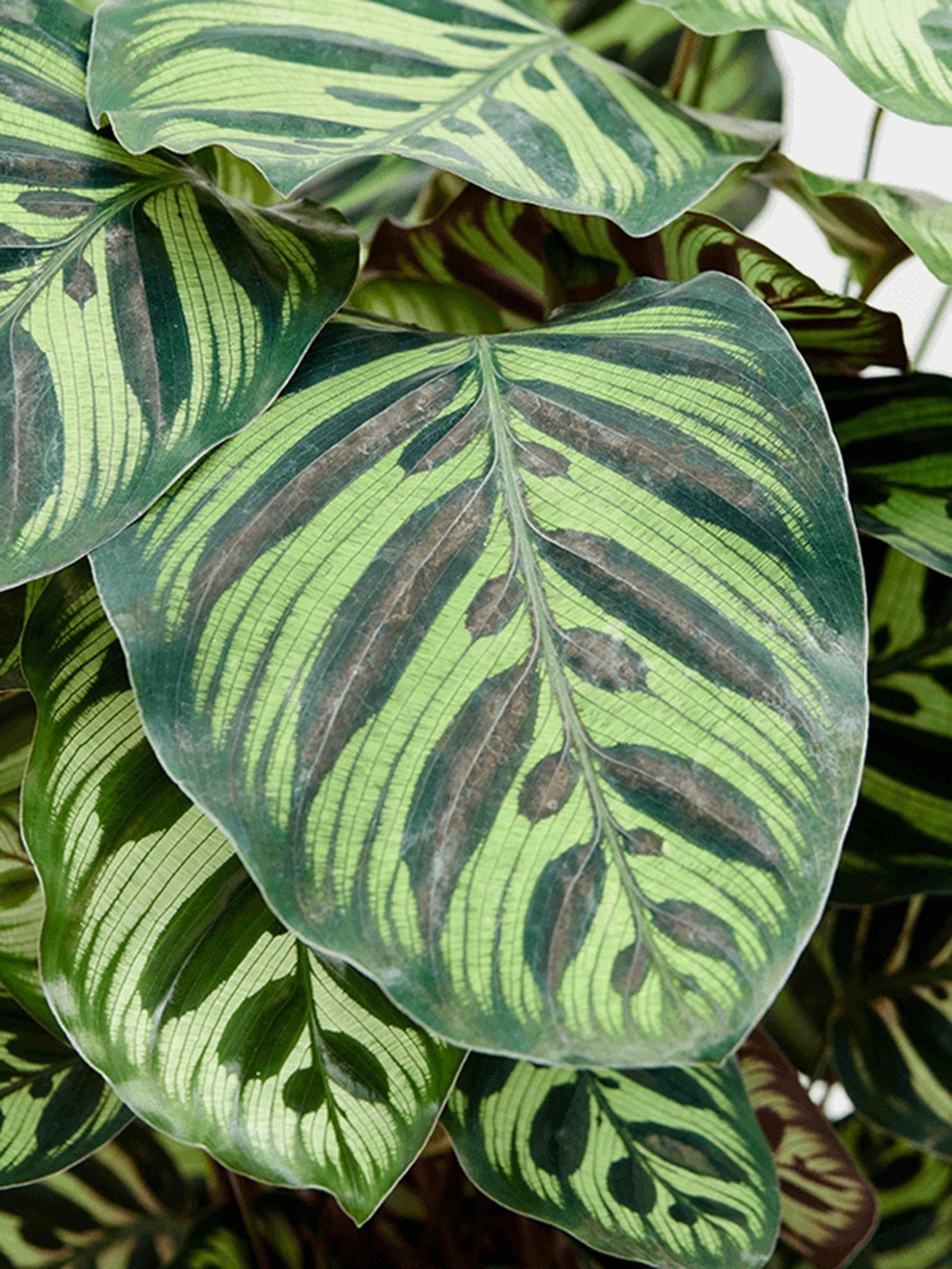 Calathea Paon de Vitória