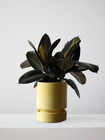 indoor plants picture