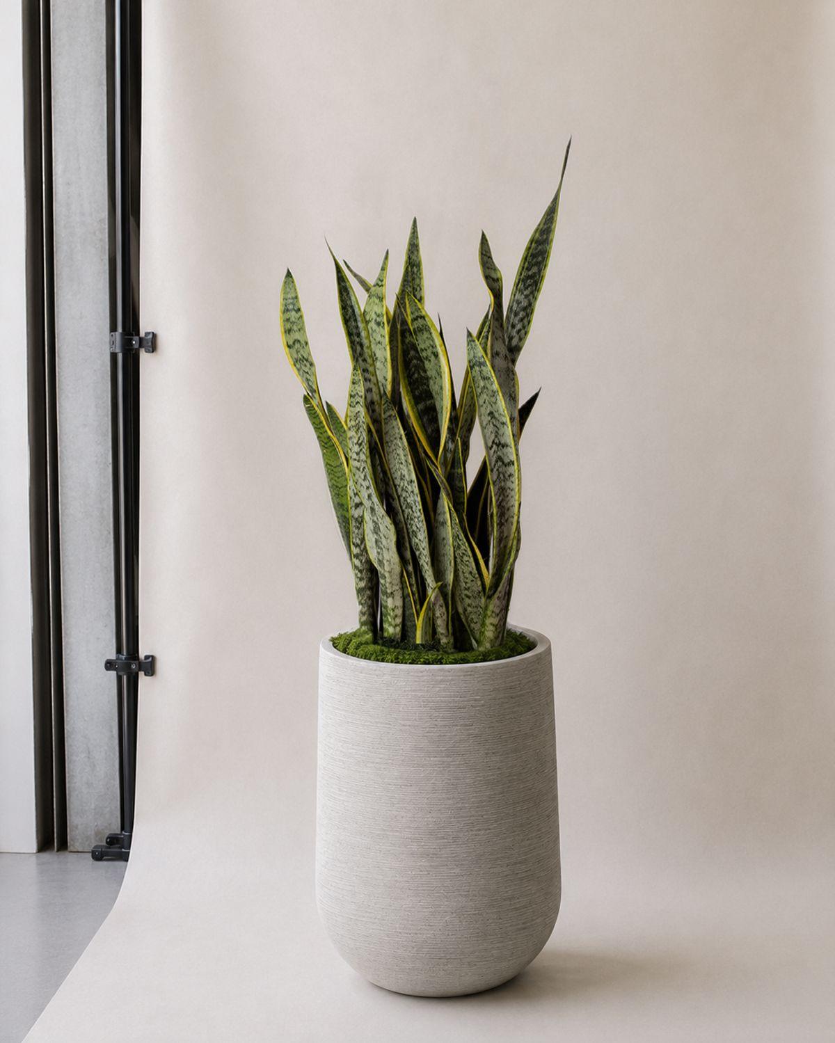 Snake Plant Laurentii