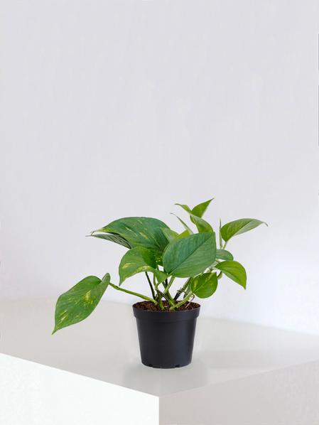 Pothos Cascade