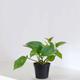 Pothos Cascade