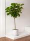 Fiddle Leaf Fig Tree