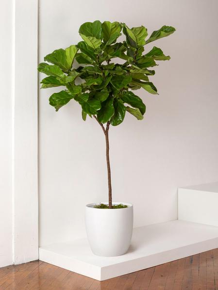 Fiddle Leaf Fig Tree