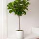 Fiddle Leaf Fig Tree