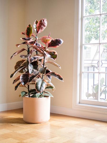 Pink Rubber Tree