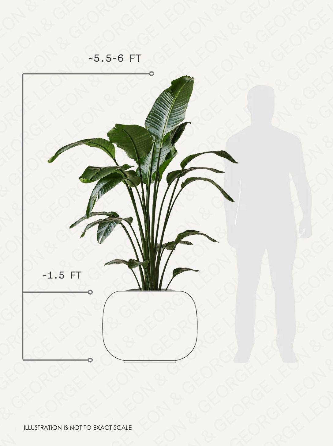 Bird of Paradise