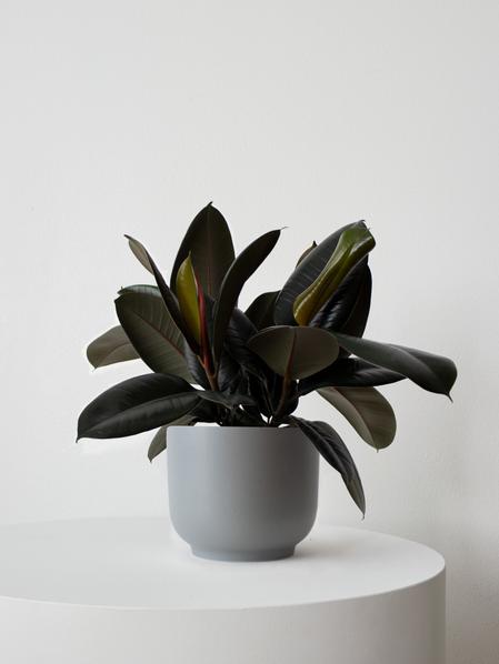 Rubber Plant