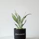 Moonshine Snake Plant