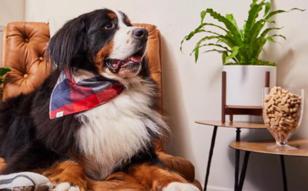 Our curated, pet-safe collection