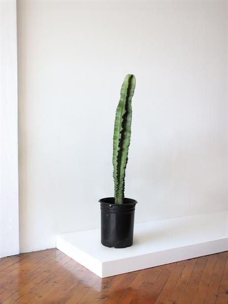 Jade Cactus