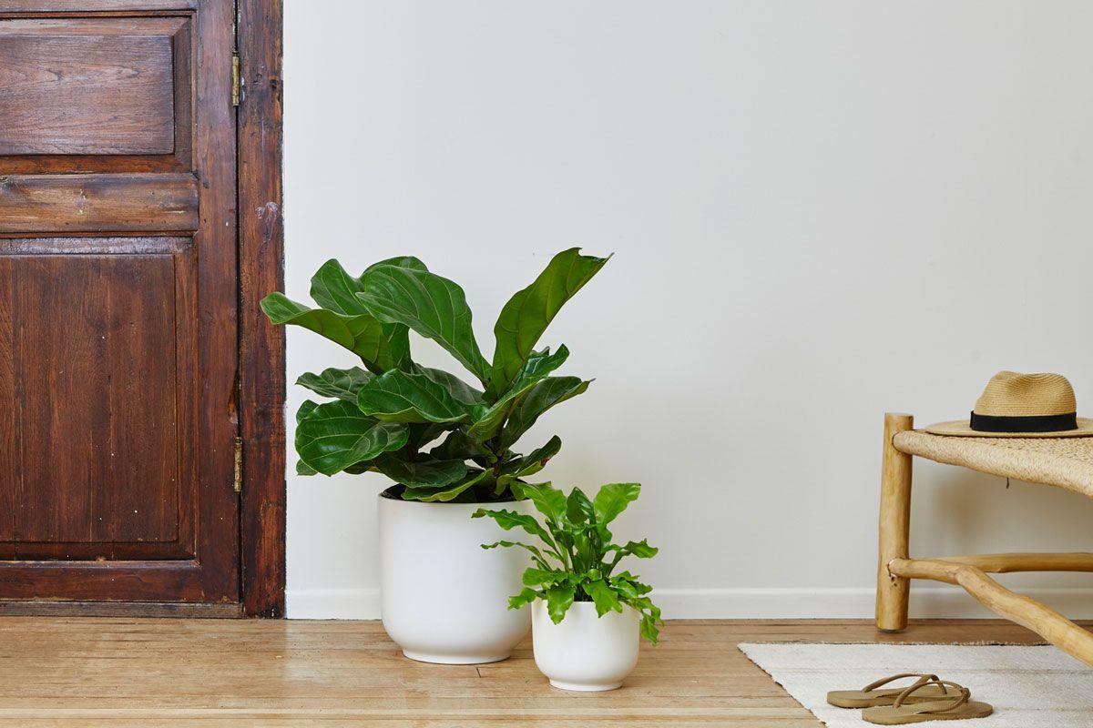 Bird's Nest Fern - Nouvelle - Medium