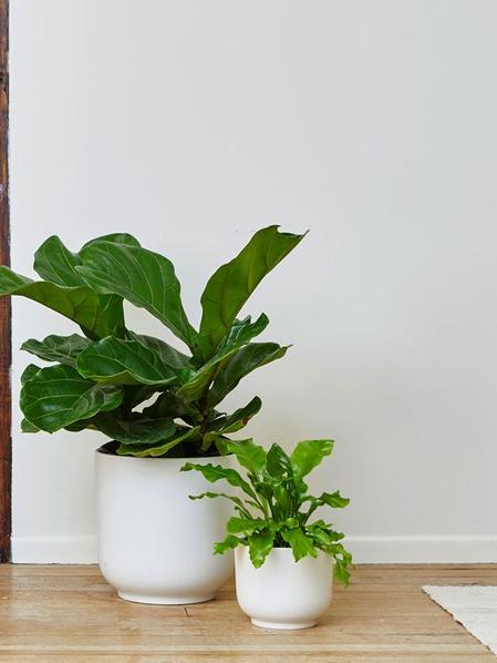 Bird's Nest Fern - Nouvelle - Medium