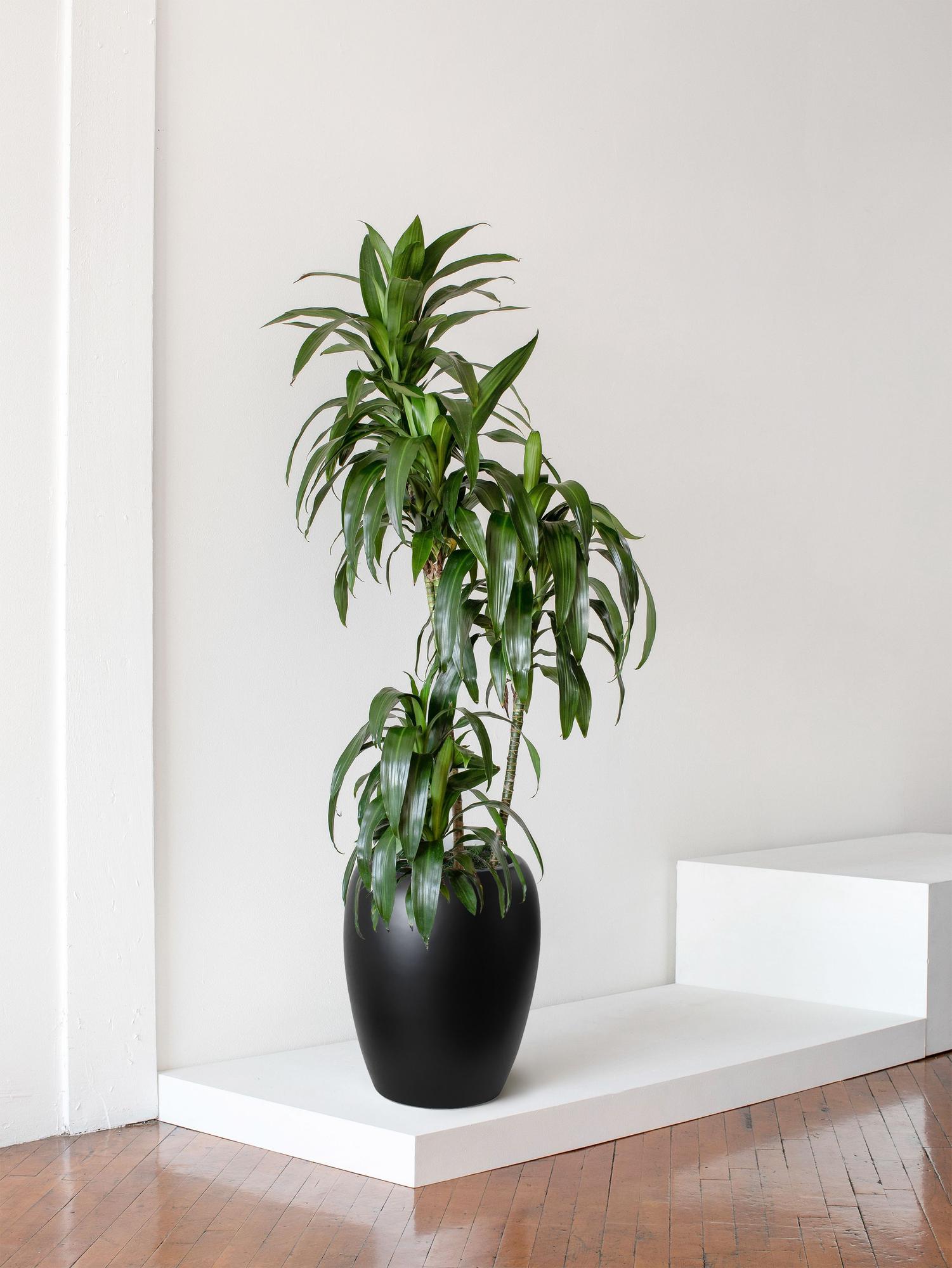 Dracaena Lisa
