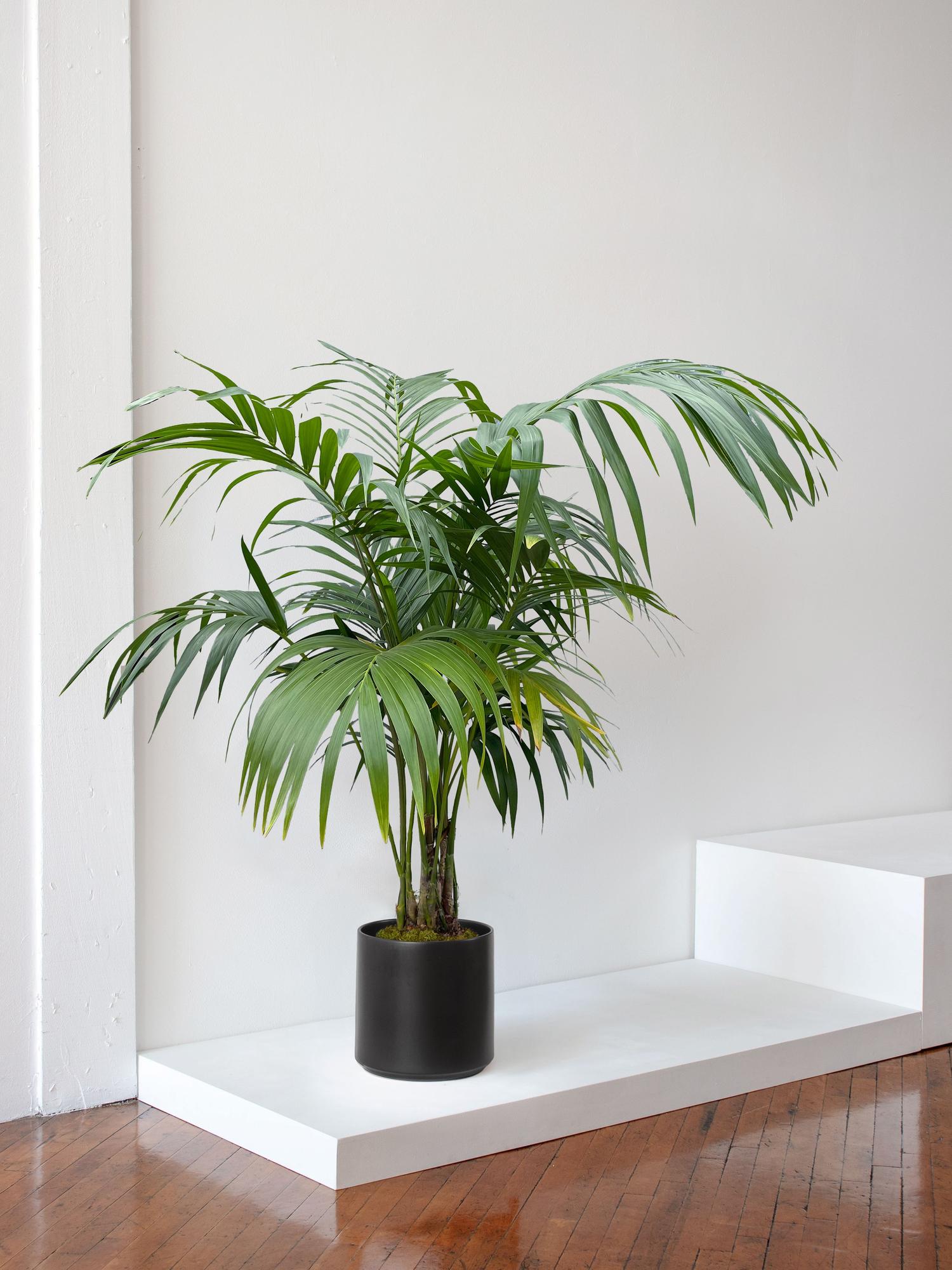 etagere a plantes Tribesigns Support de plante, Étagère pour plantes interieur support  j-TribesignsFR main image 1