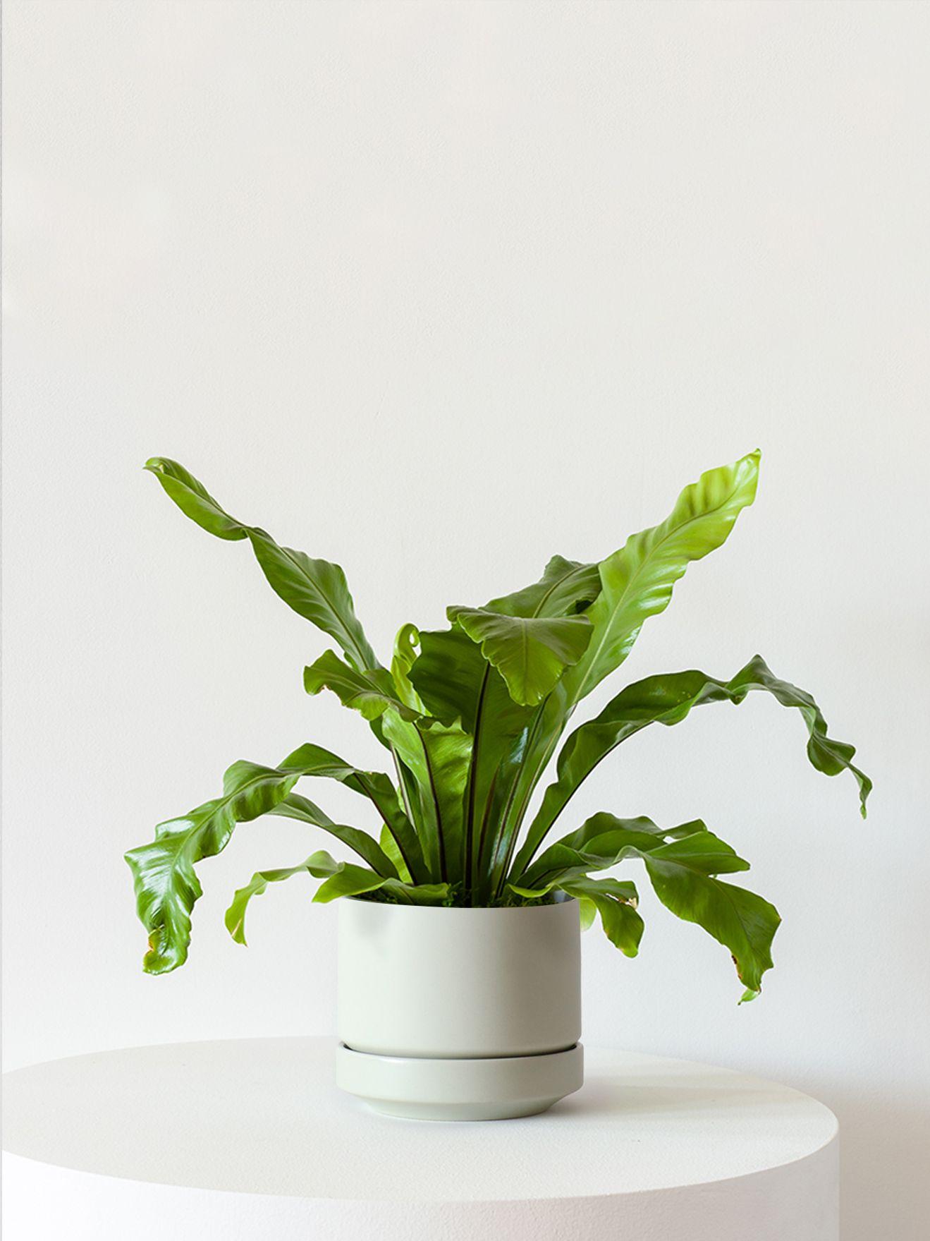 Bird's Nest Fern - Mint Scandinavian Ceramic 