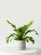 Bird's Nest Fern