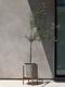 Olive Tree