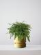 Maidenhair Fern