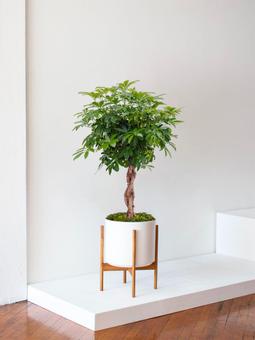 Plantes de bureau
