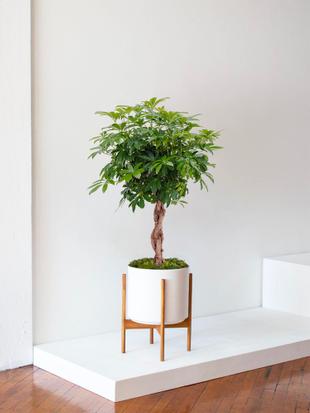 Entdecken Sie unsere Kollektion hochwertiger großer Pflanzen zwischen 70 cm und 1,40 m.