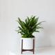 Tiger Evergreen