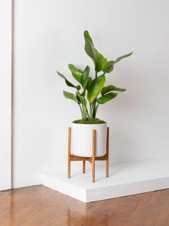 indoor plants picture