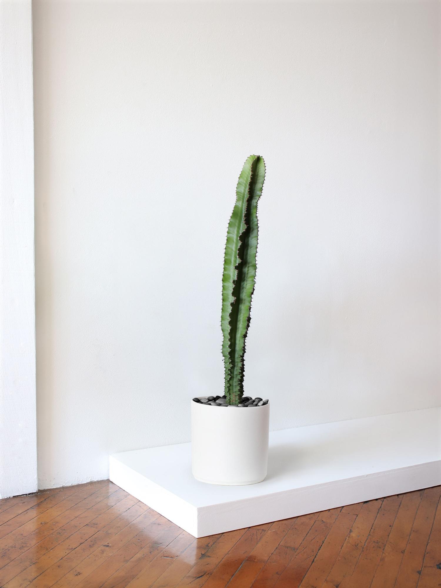 Jade Cactus With Mid-Century Ceramic Pot Large 3 FT TALL – White