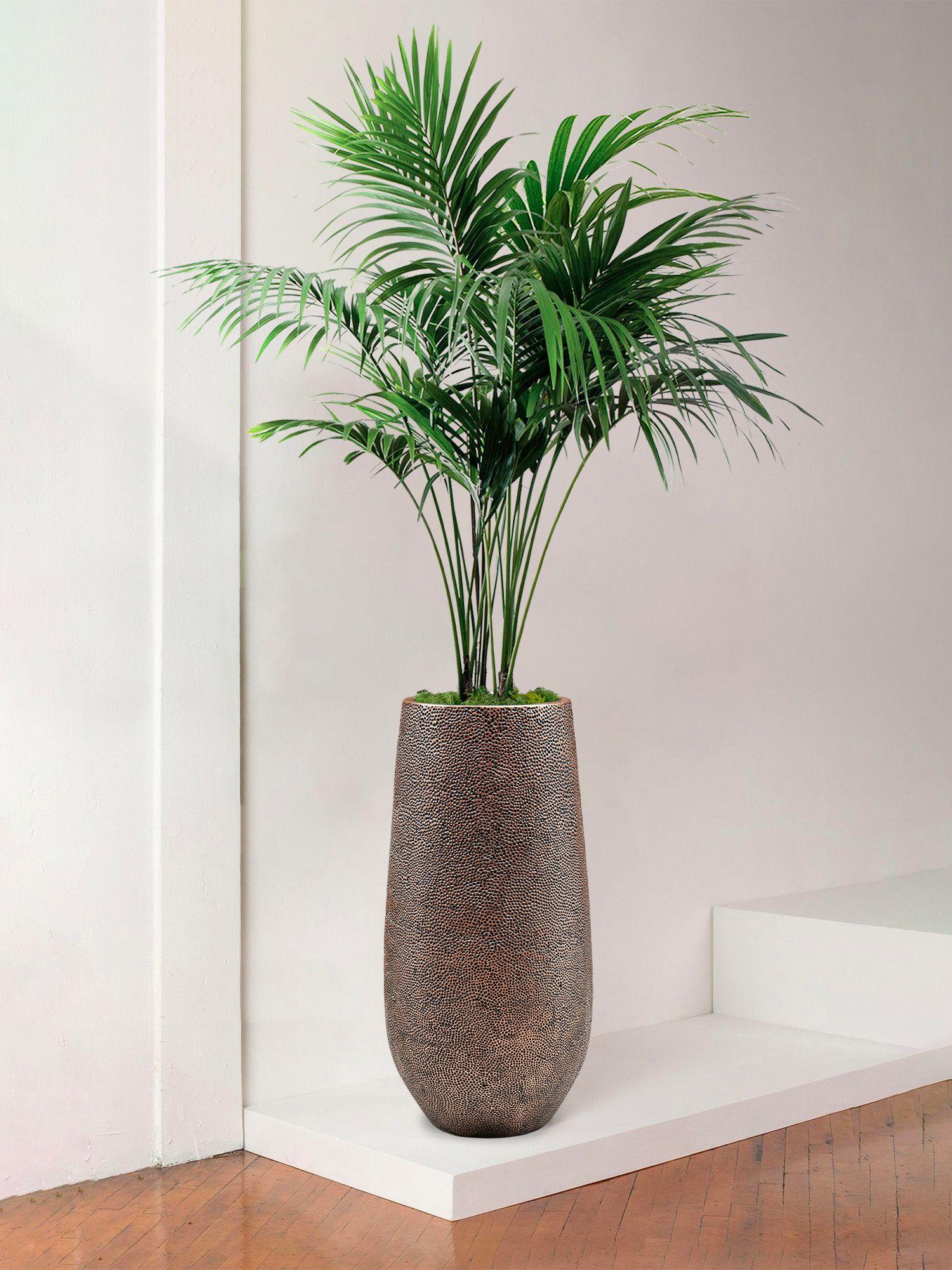 Indoor trees | Lon & George