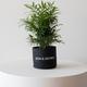 Parlor Palm