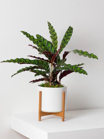 indoor plants picture