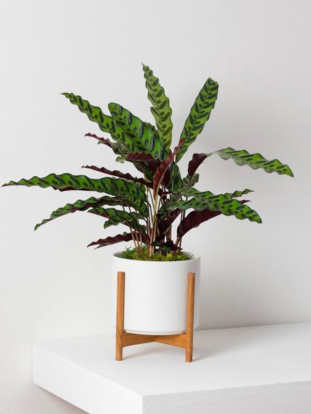 Calathea Paon de Rio