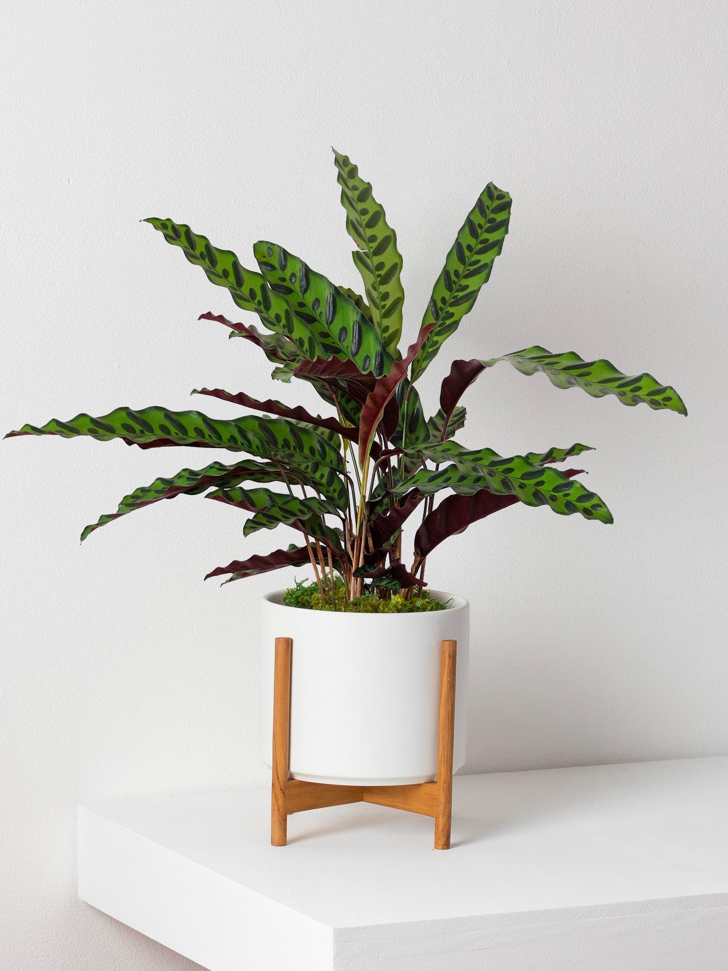Calathea Peacock of Rio Medium (60cm) + Mid-Century Pot | Lon & George