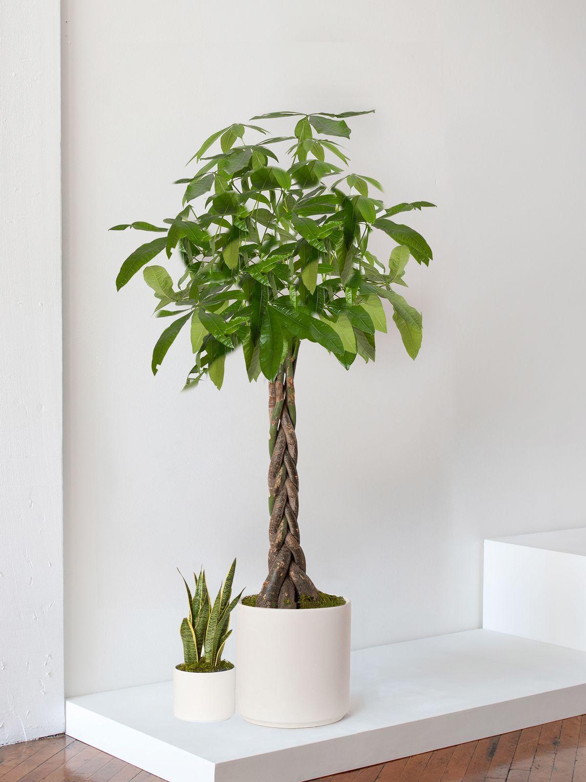 Braided Money Tree