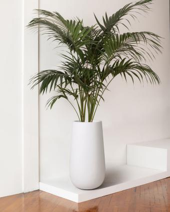 indoor plants picture