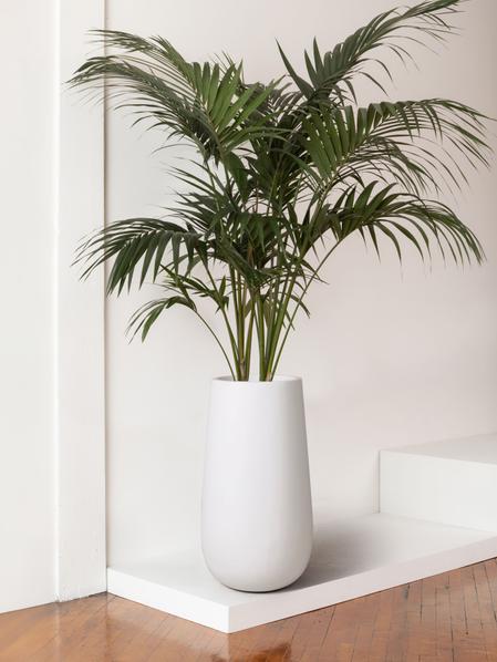 Kentia Palm