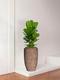 Ficus Lyrata Buisson