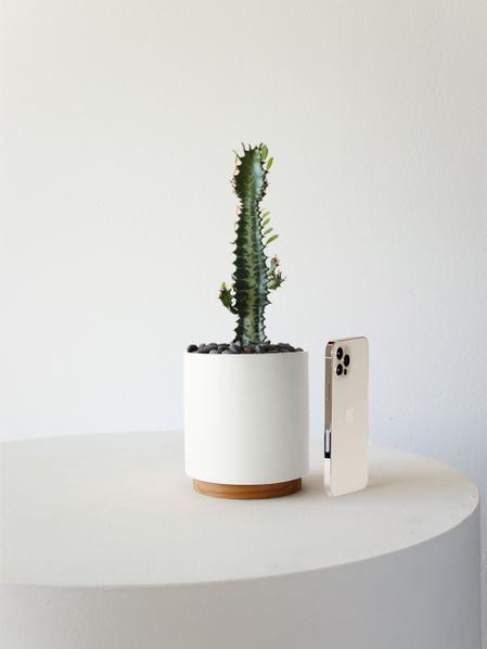 Euphorbia Trigona