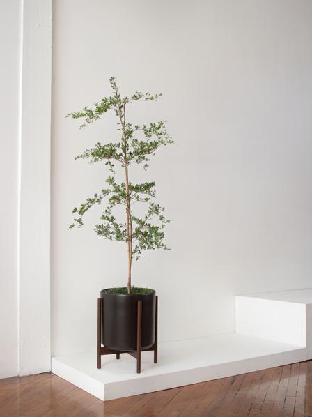 Black Olive Tree Extra Large (5½-6 ft tall) – White Mid-Century Black Olive Tree Extra Large (5½-6 ft tall) – White Mid-Century