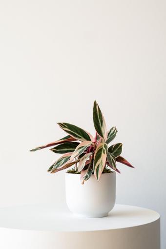 indoor plants picture