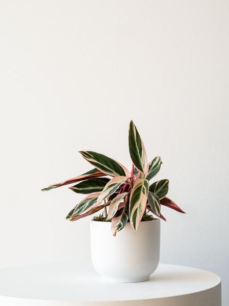Magenta Triostar