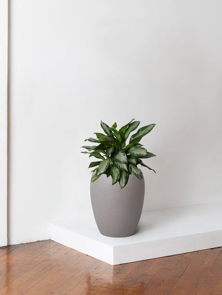 Silver Evergreen