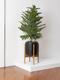 Norfolk Island Pine