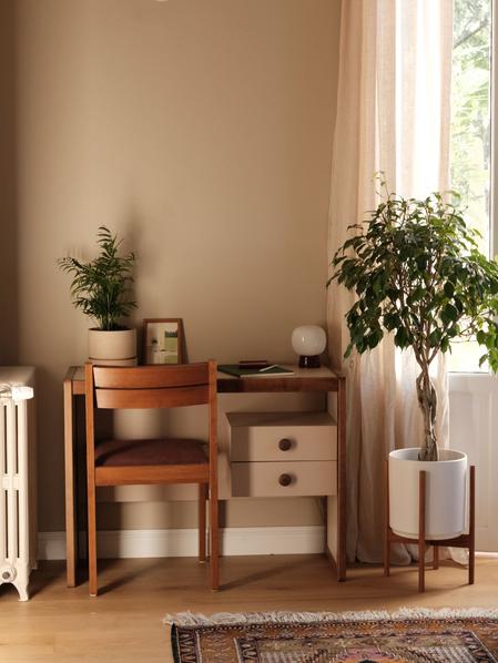 Ficus Benjamina
