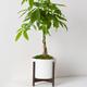 Braided Money Tree