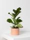 Fiddle Leaf Fig Plant
