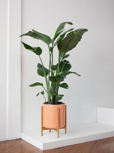 Bird of Paradise